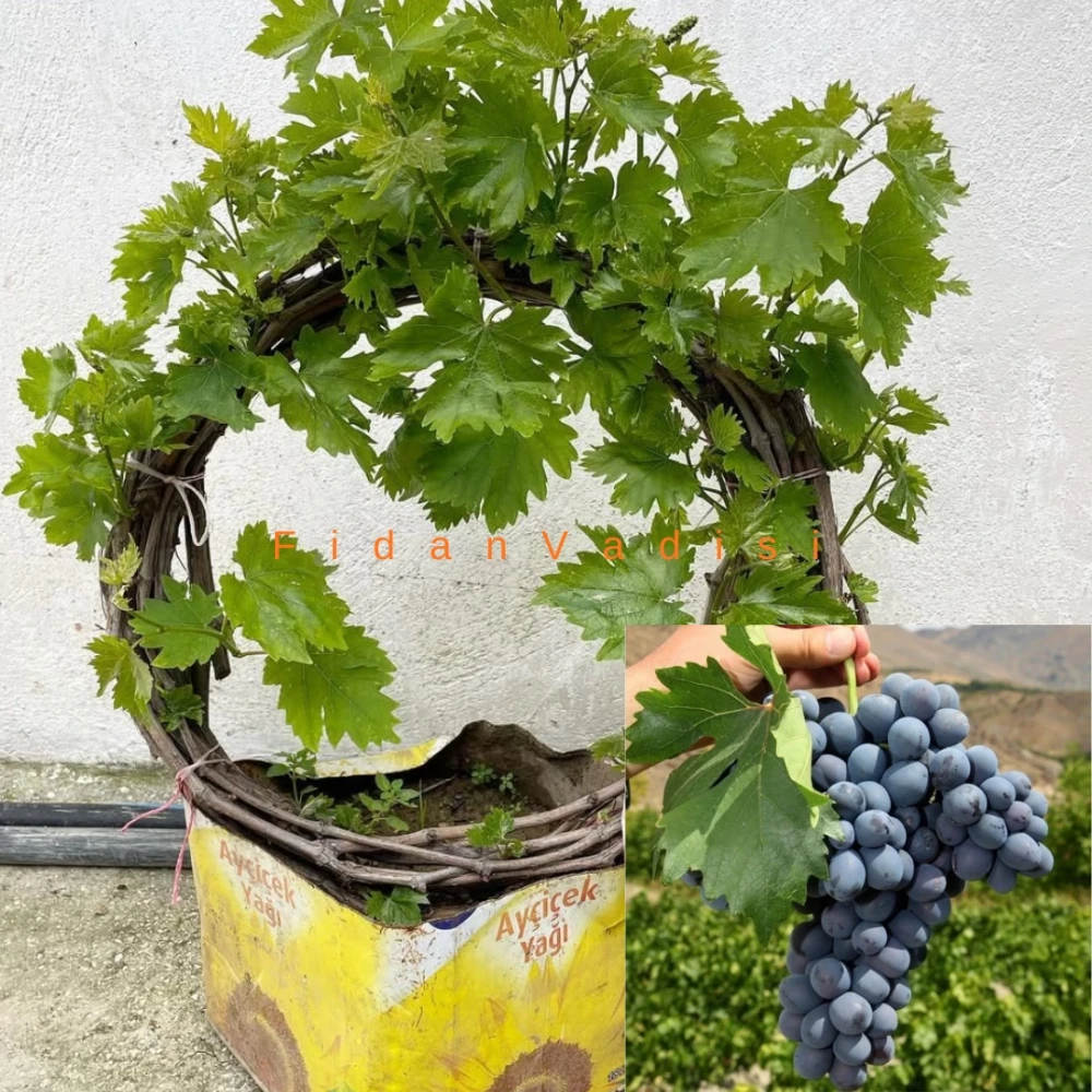 Antep Karası Üzüm (Asma) Fidanı (6 Yaşında 3-4 m)