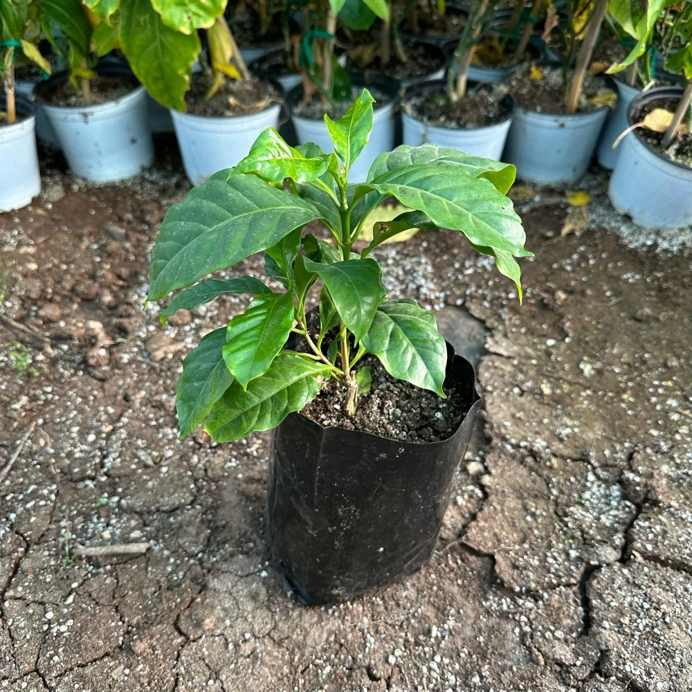 Arabica Kahve Fidanı (1 Yaşında 20-40 cm)