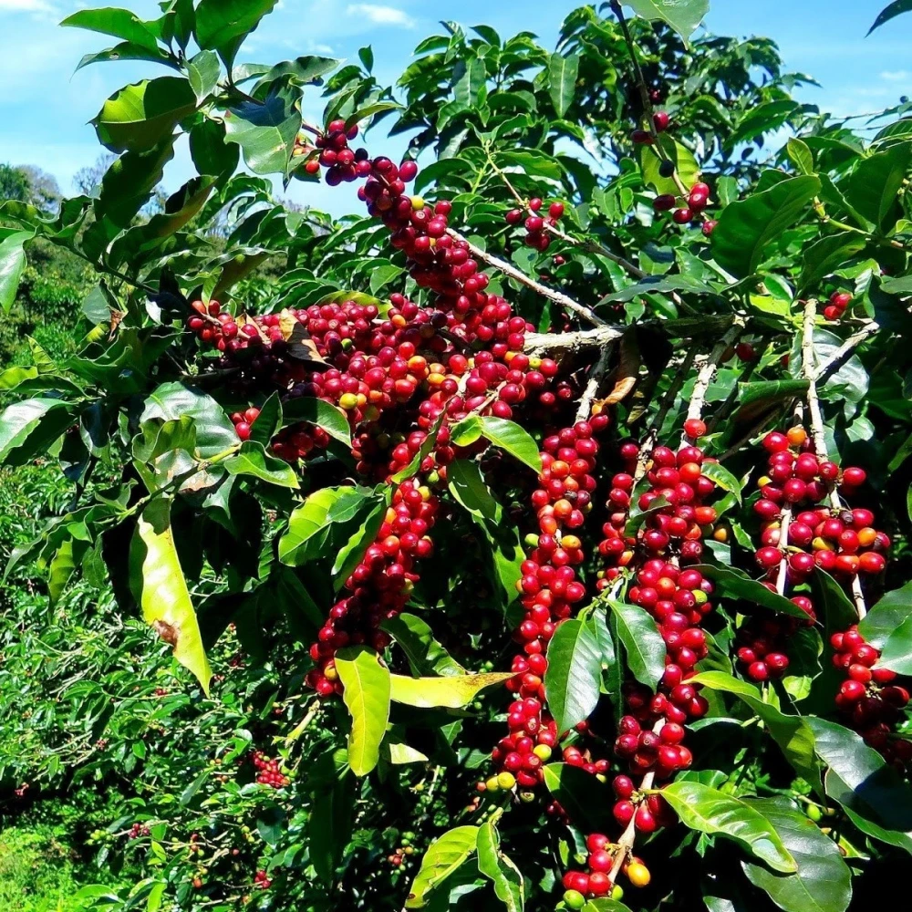 Arabica Kahve Fidanı (1 Yaşında 20-40 cm)