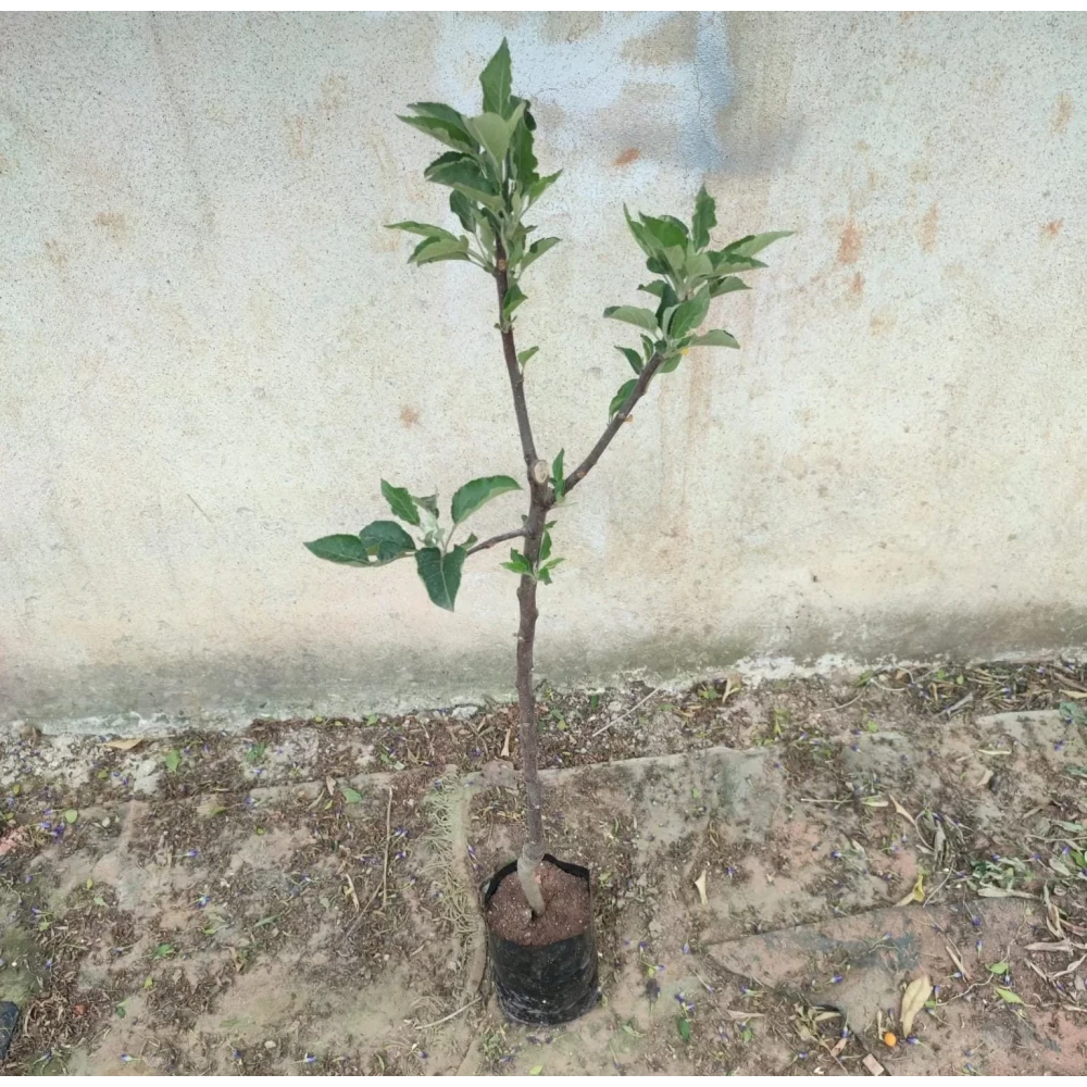 Arjantin Granny Smith Elma Fidanı (4 Yaşında 130-150 cm)