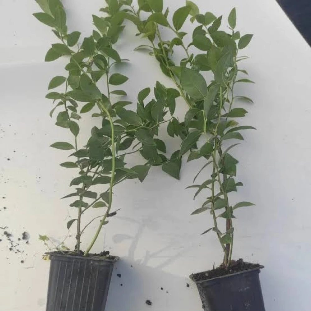 Aromatik 5Li Meyve Fidanı Seti
