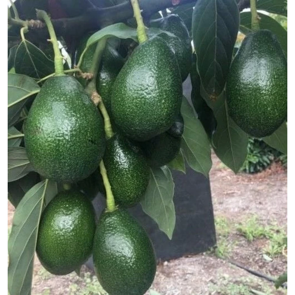 Bacon Avokado Fidanı (3 Yaşında 100-120 cm)