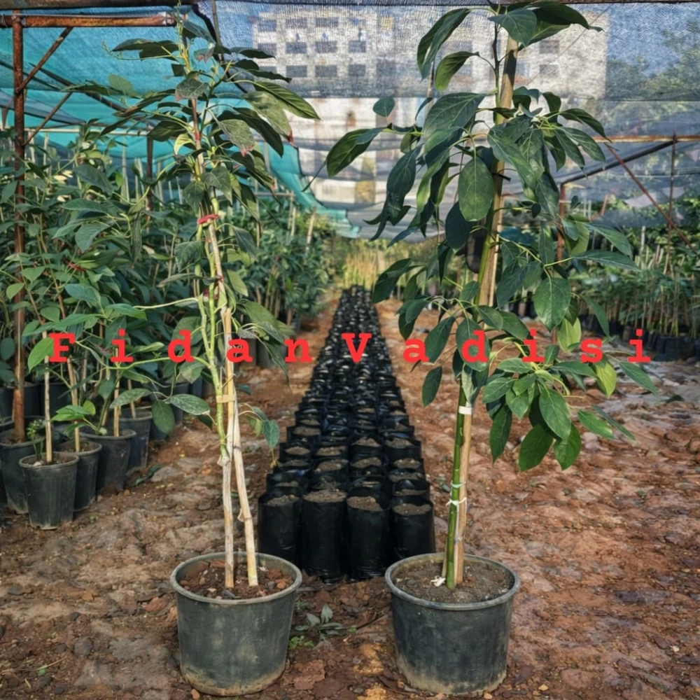 Bacon Avokado Fidanı (5 Yaşında 130-170 cm)