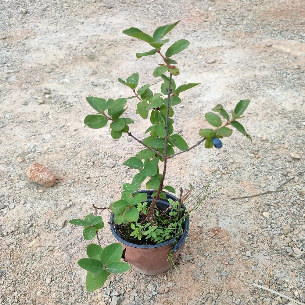 Bal Yemişi (Honeyberry ) Fidanı (1 Yaşında 30-50 cm)