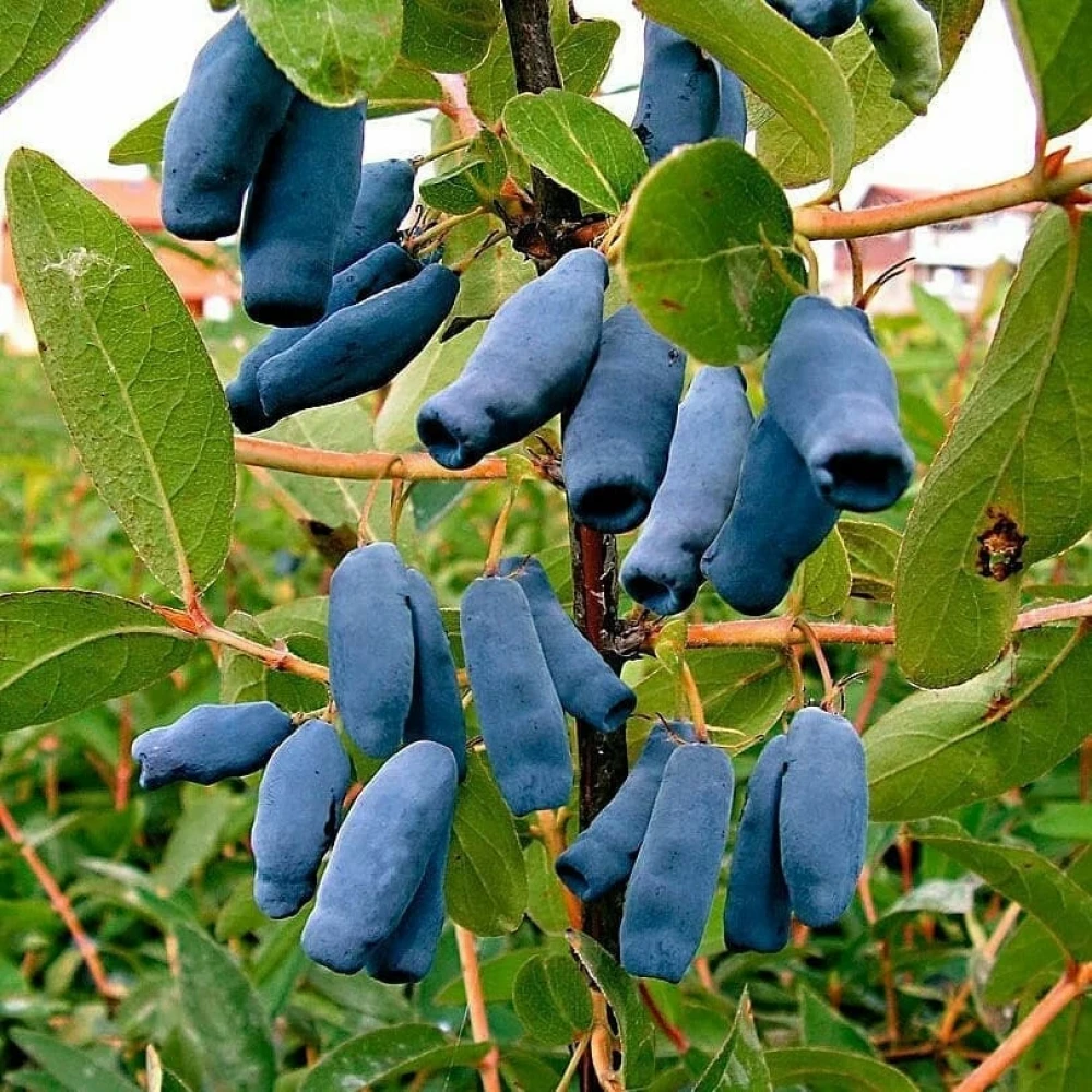 Bal Yemişi (Honeyberry ) Fidanı (1 Yaşında 30-50 cm)