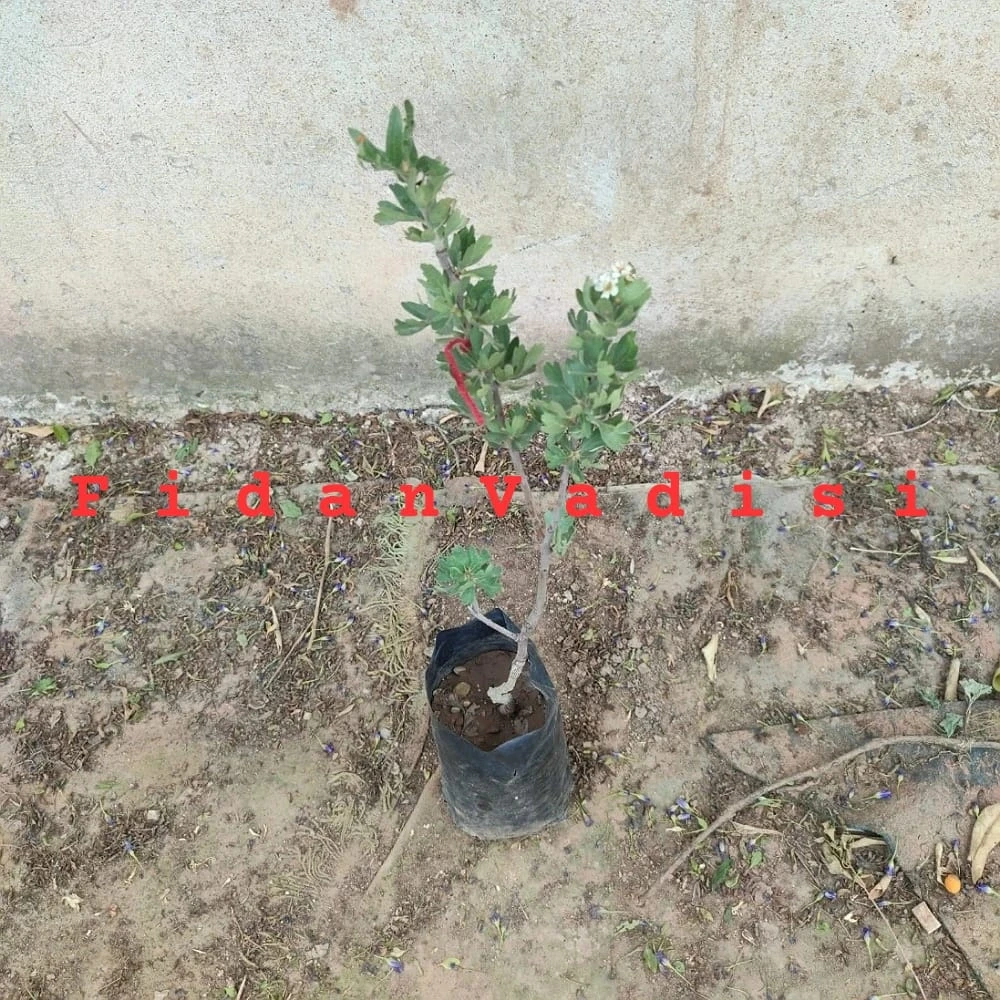 Belen Cinsi (İri) Kırmızı Alıç Fidanı (2 Yaşında 20-40 cm)