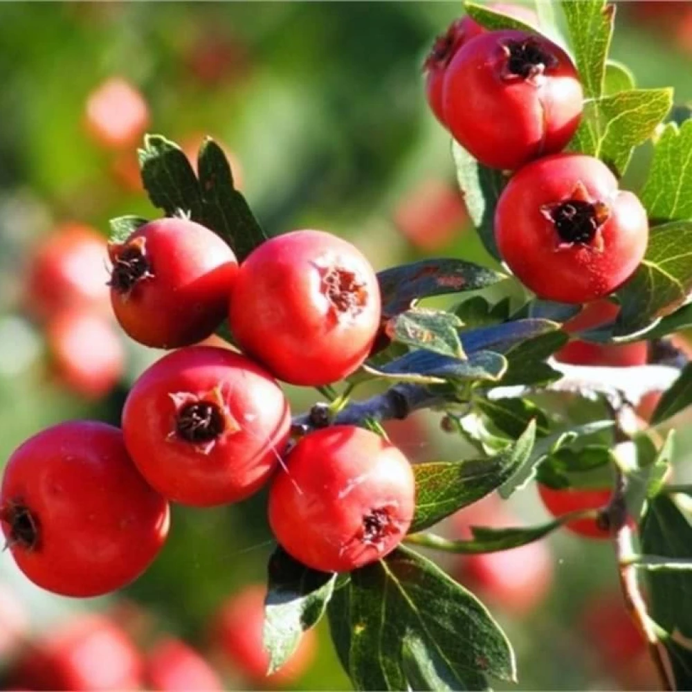 Belen Cinsi (İri) Kırmızı Alıç Fidanı (4 Yaşında 80-100 cm)