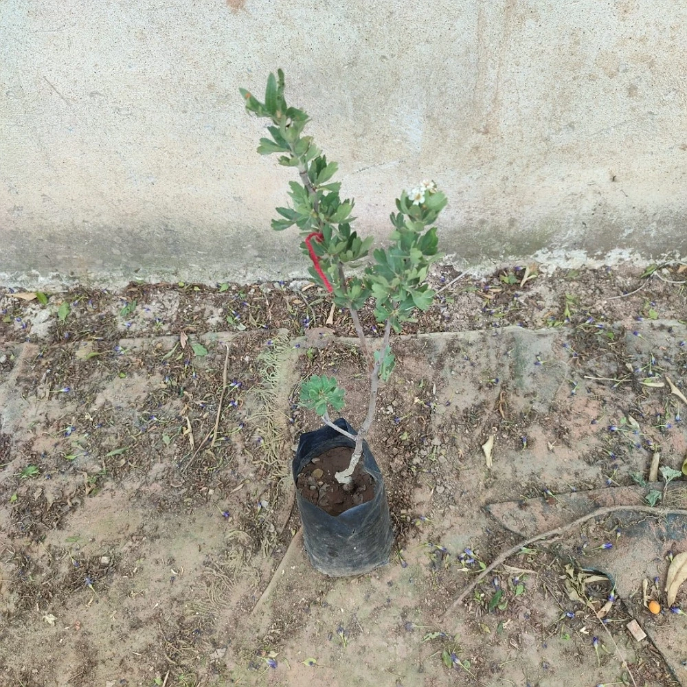 Belen Cinsi (İri) Kırmızı Alıç Fidanı (4 Yaşında 80-100 cm)