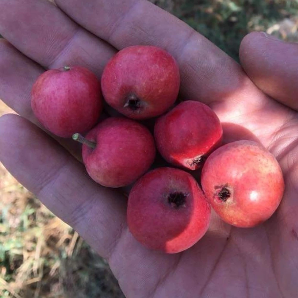 Belen Cinsi (İri) Kırmızı Alıç Fidanı (4 Yaşında 80-100 cm)