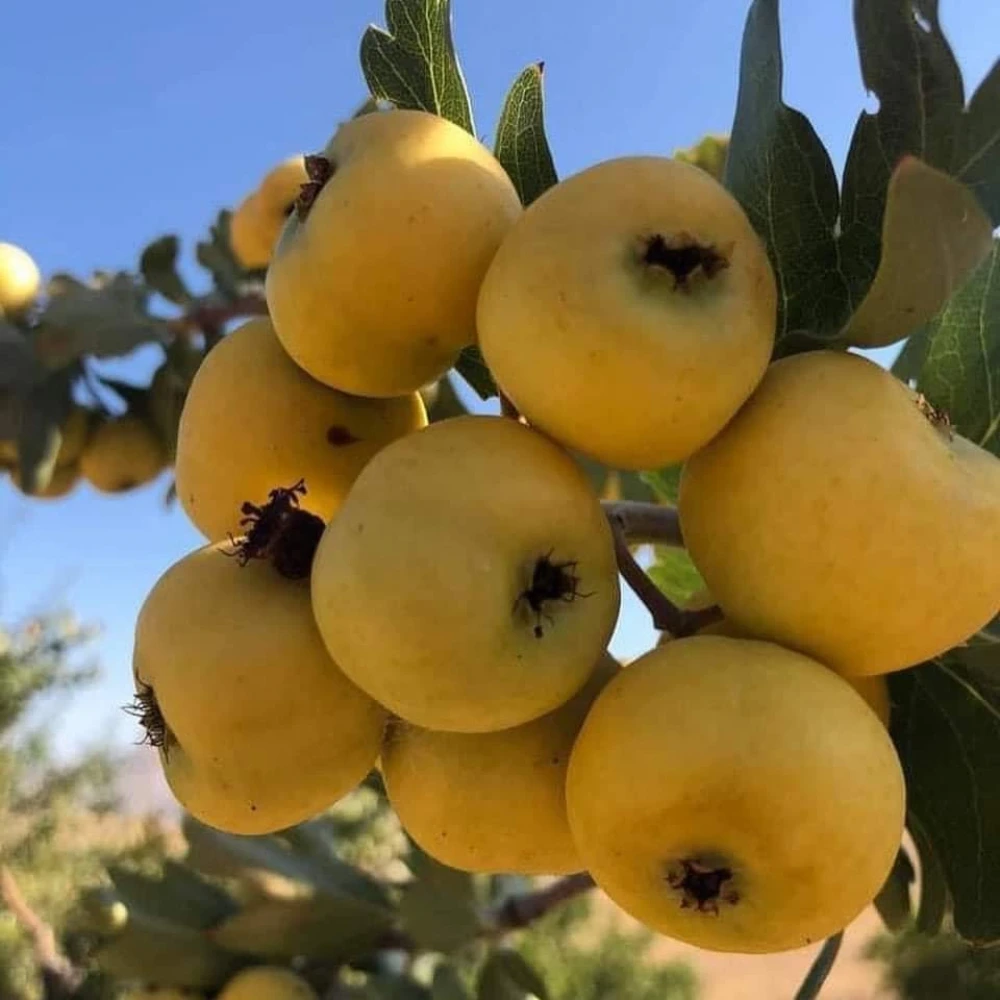 Belen Cinsi (İri) Sarı Alıç Fidanı (4 Yaşında 80-100 cm)