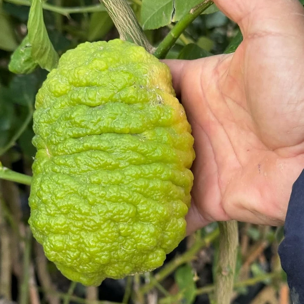 Bergamot Fidanı