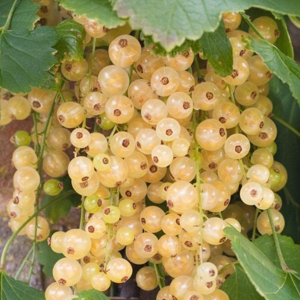 Beyaz Frenk Üzümü Fidanı (1 Yaşında 30-50 cm)