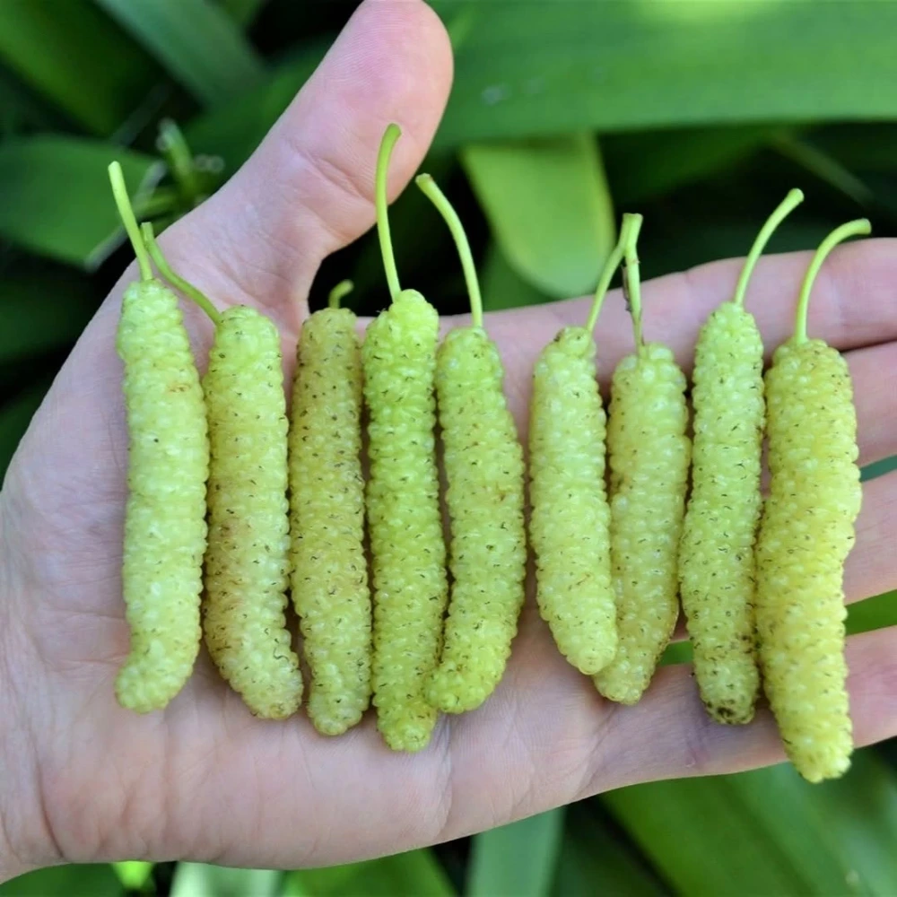 Beyaz Pakistan Şah Dut Fidanı (3 Yaşında 100-120 cm)