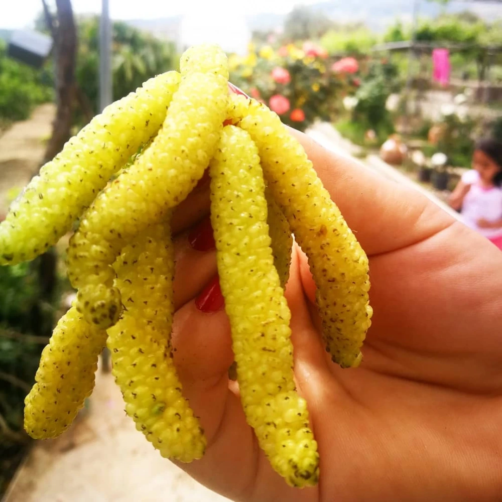 Beyaz Pakistan Şah Dut Fidanı (3 Yaşında 100-120 cm)