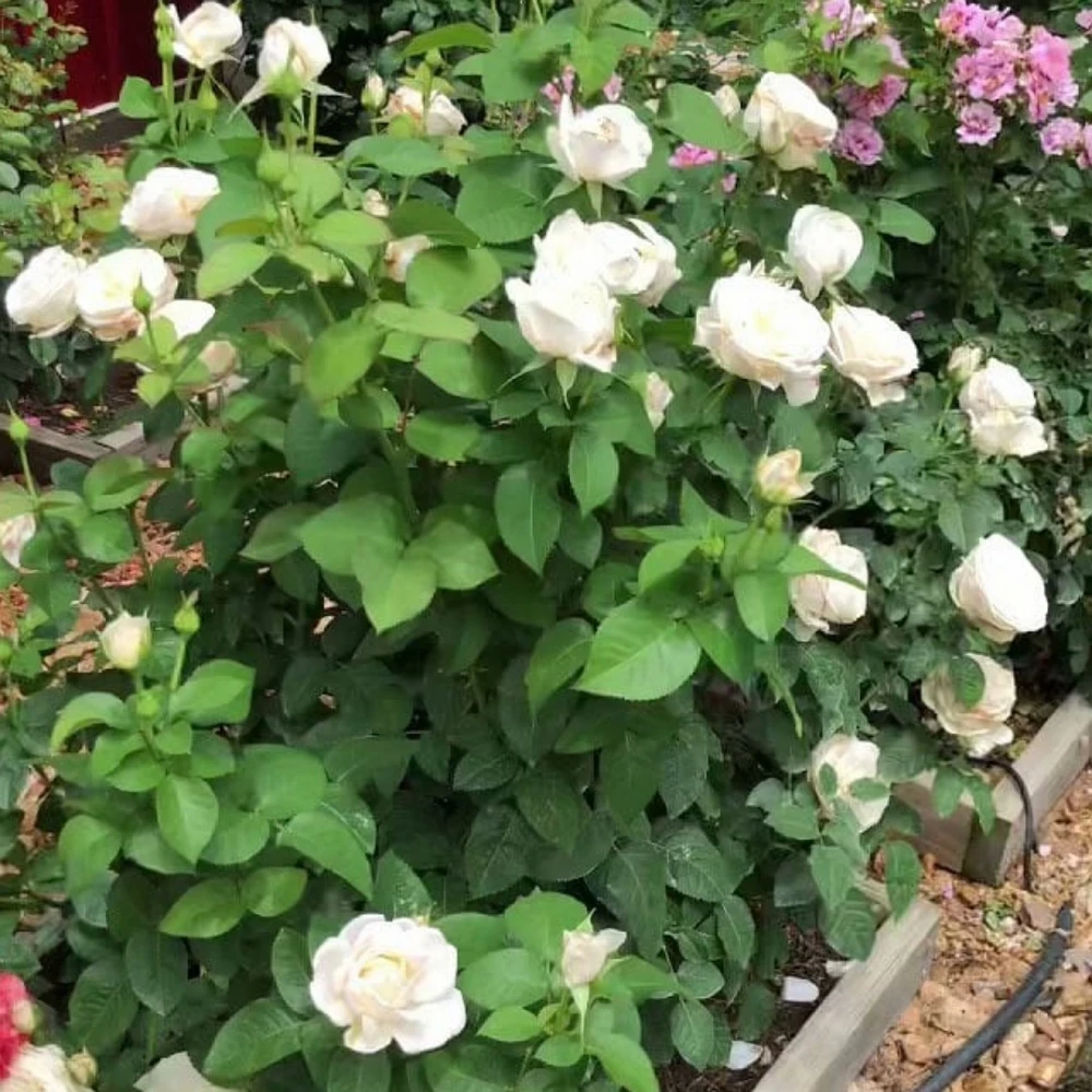 Beyaz Renkli Yediveren Gül Fidanı