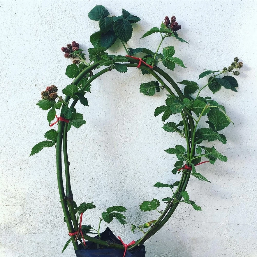 Böğürtlen Fidanı (1 Yaşında 50-100 cm)