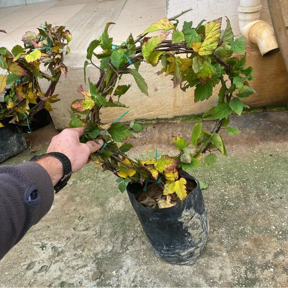 Böğürtlen Fidanı (3 Yaşında 100-200 cm)