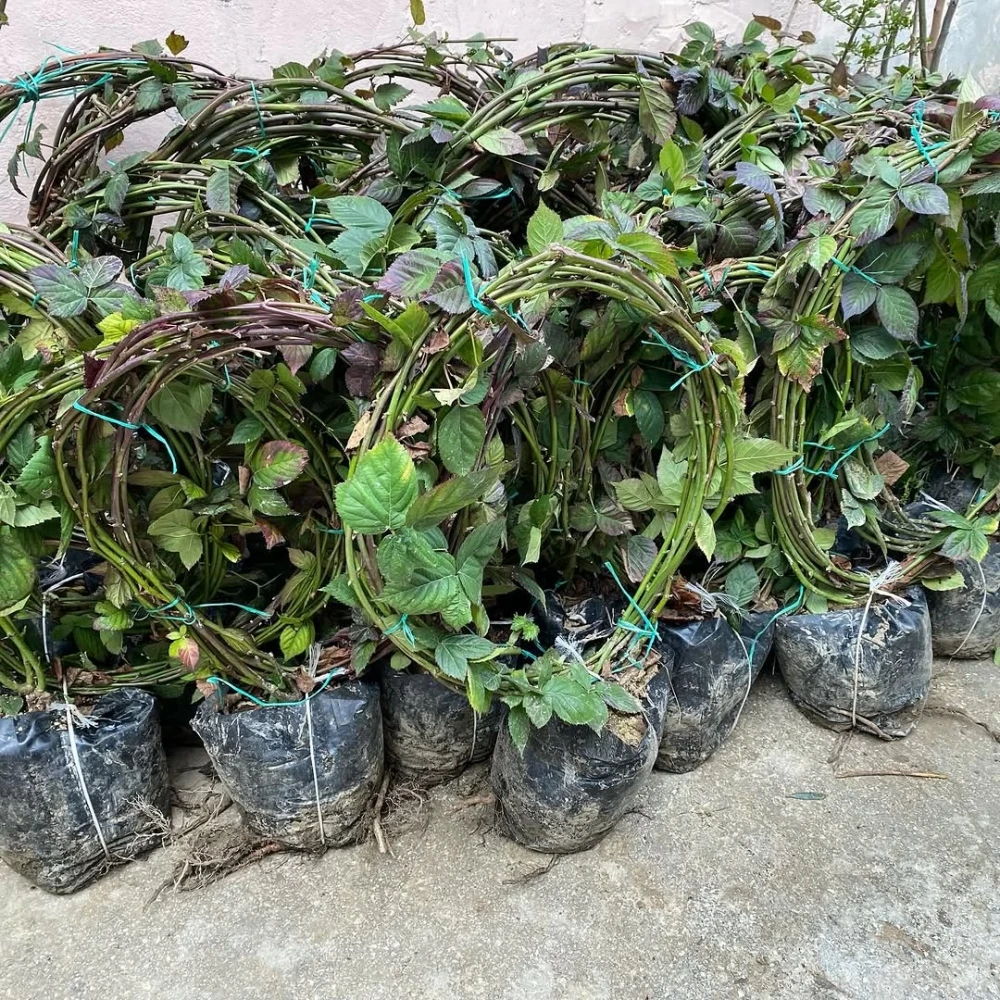 Böğürtlen Fidanı (3 Yaşında 100-200 cm)