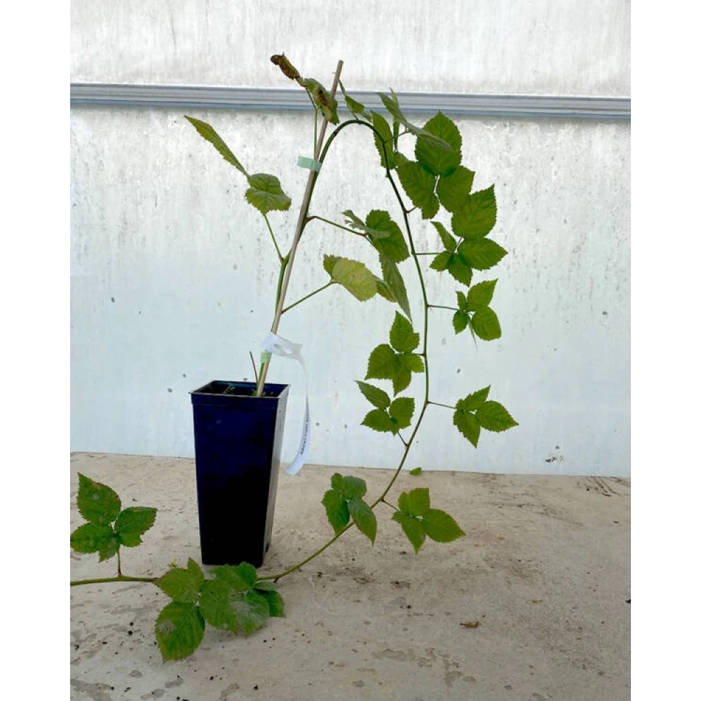 Böğürtlen Fidanı (1 Yaşında 50-100 cm)