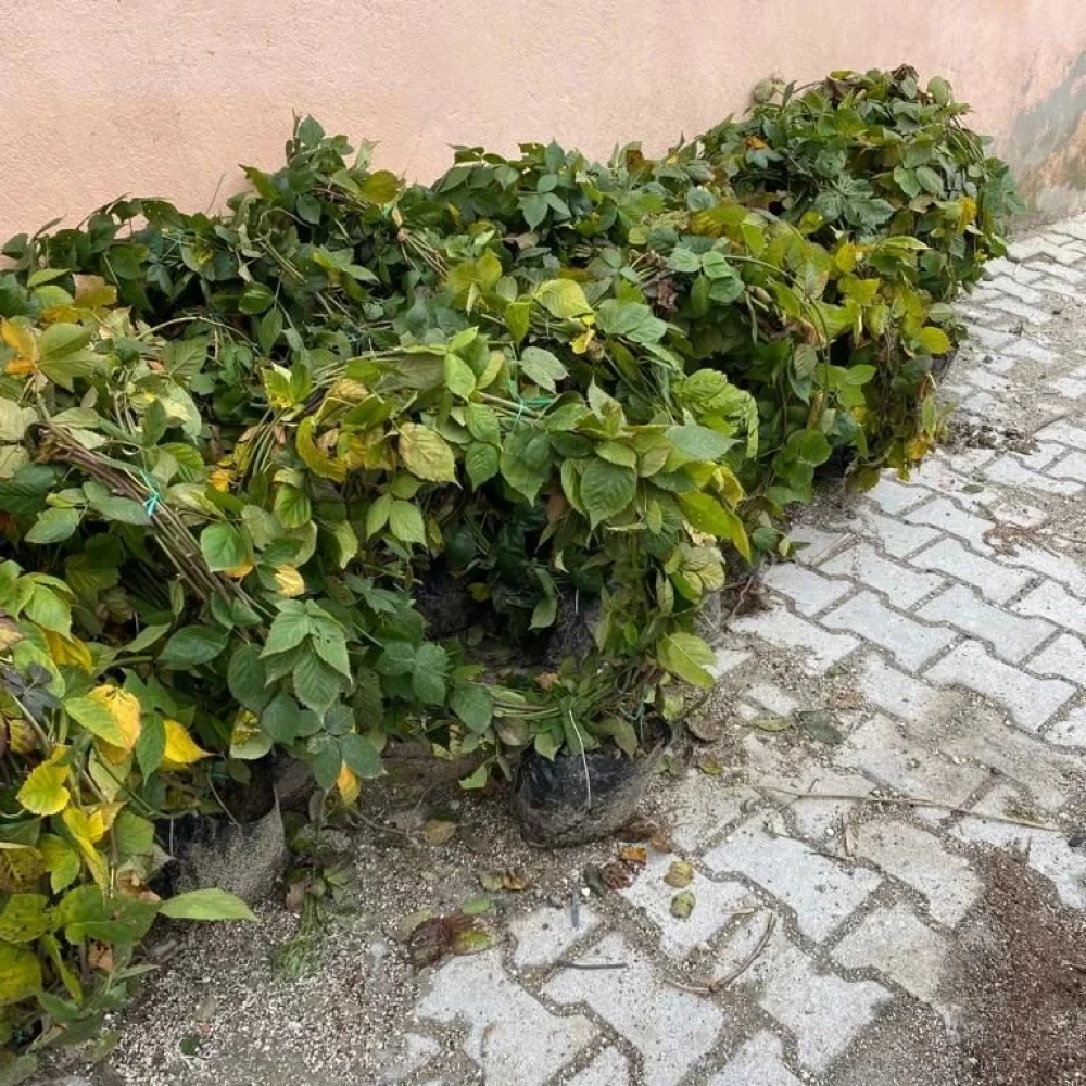 Böğürtlen Fidanı (5 Yaşında 300-400 cm)