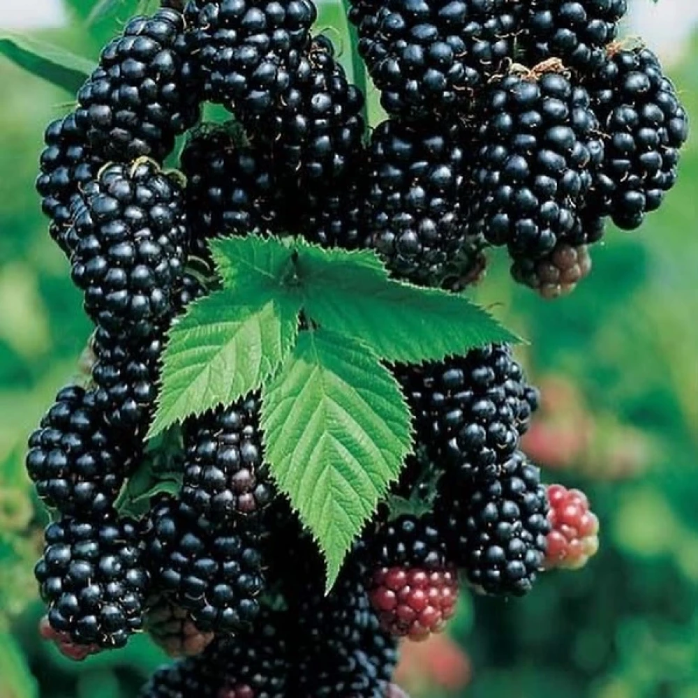 Böğürtlen Fidanı (5 Yaşında 300-400 cm)