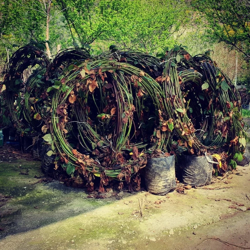 Böğürtlen Fidanı (5 Yaşında 300-400 cm)