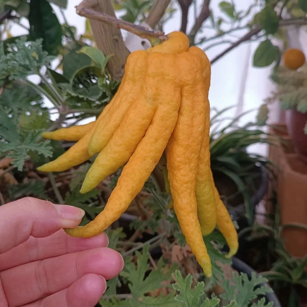 Budanın Eli Limon Fidanı