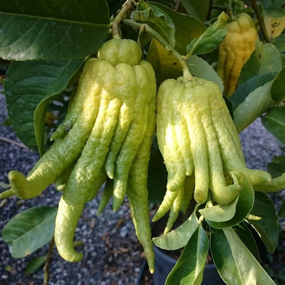 Budanın Eli Limon Fidanı