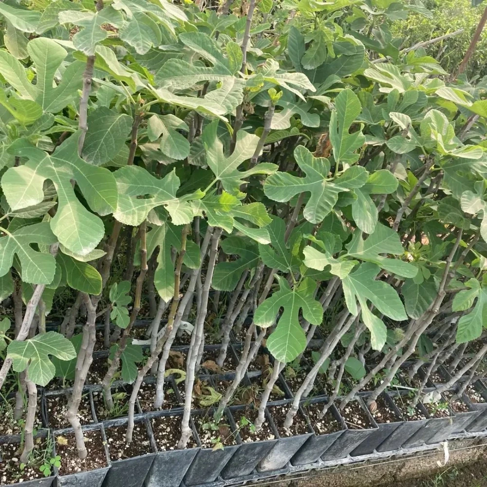 Bursa Siyahı İncir Fidanı (4 Yaşında 80-100 cm)