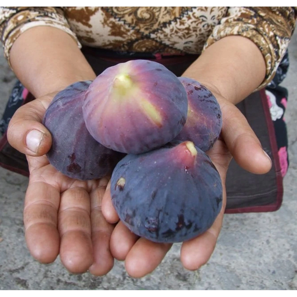 Bursa Siyahı İncir Fidanı (4 Yaşında 80-100 cm)