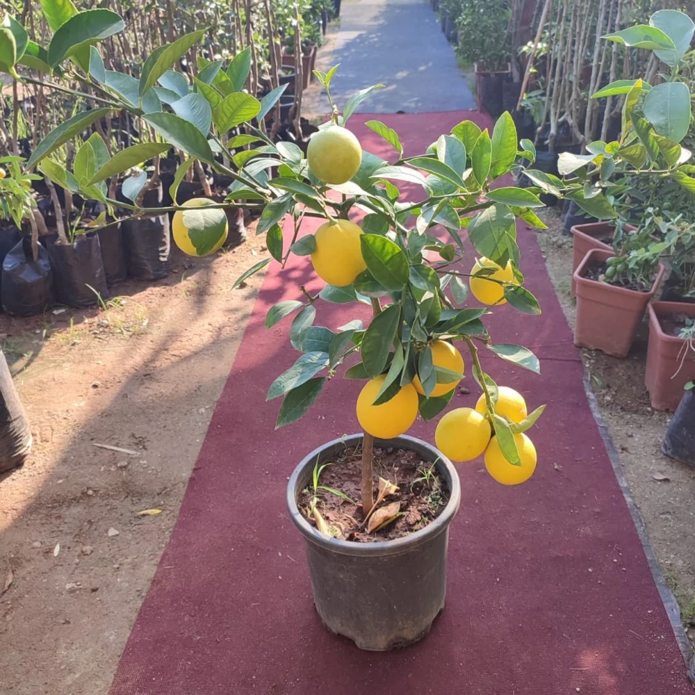 Büyük Boy Saksıda Yediveren Limon Fidanı