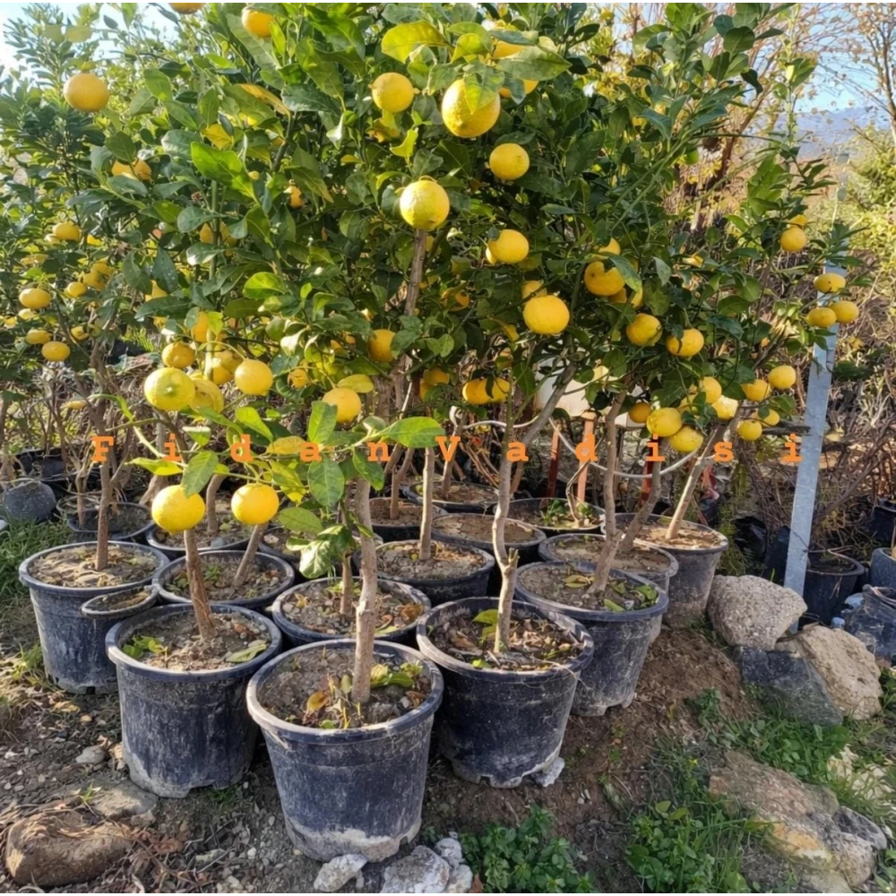 Büyük Boy Saksıda Yediveren Limon Fidanı (6 Yaşında 130-150 cm)