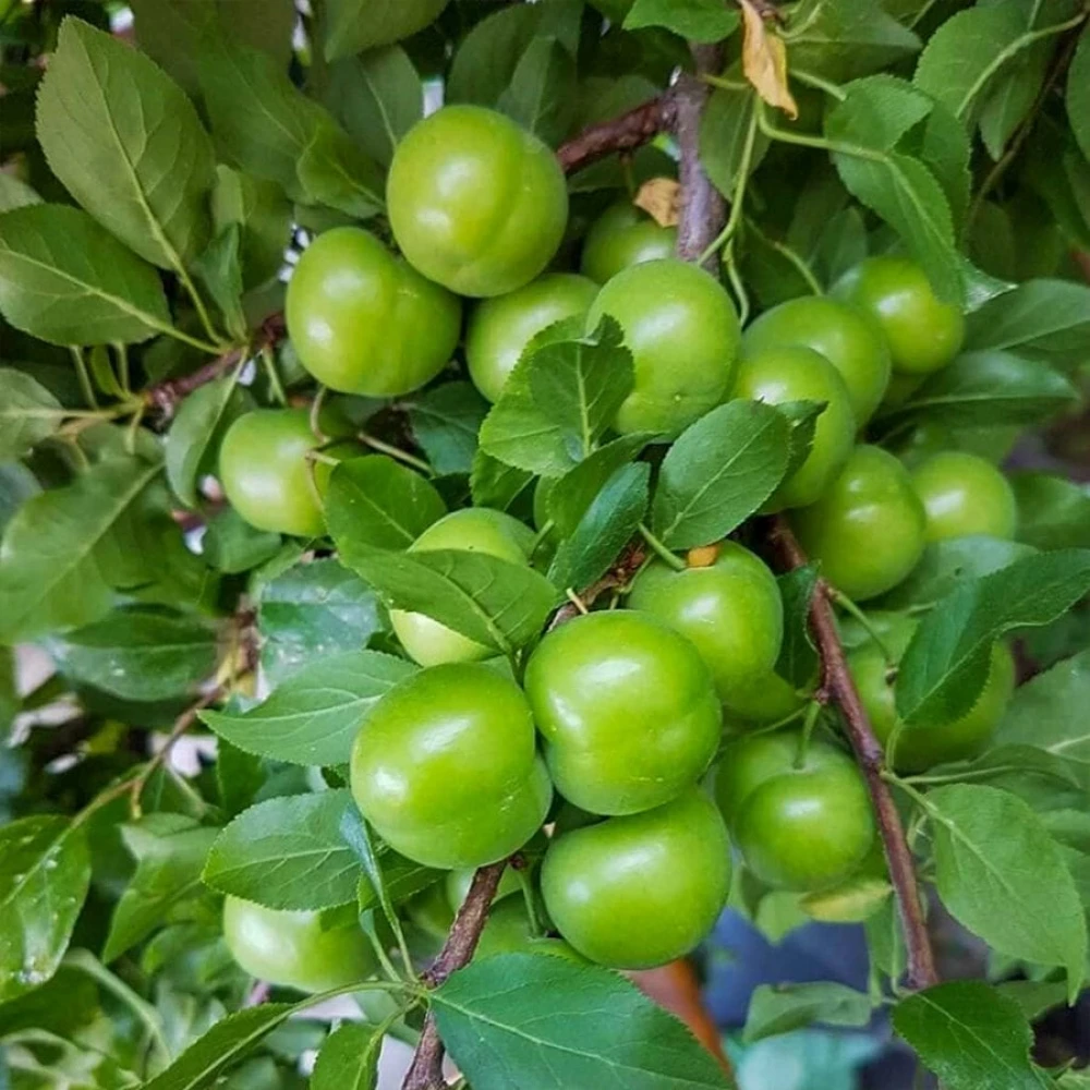 Can Erik Fidanı (4 Yaşında 130-150 cm)