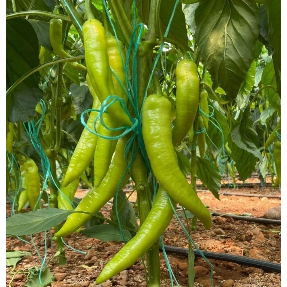 Çarliston Biber Fidesi