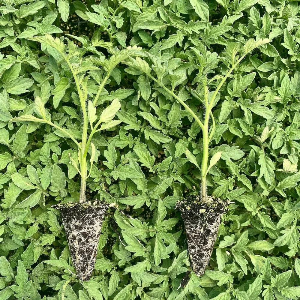 Çeri Domates Fidesi