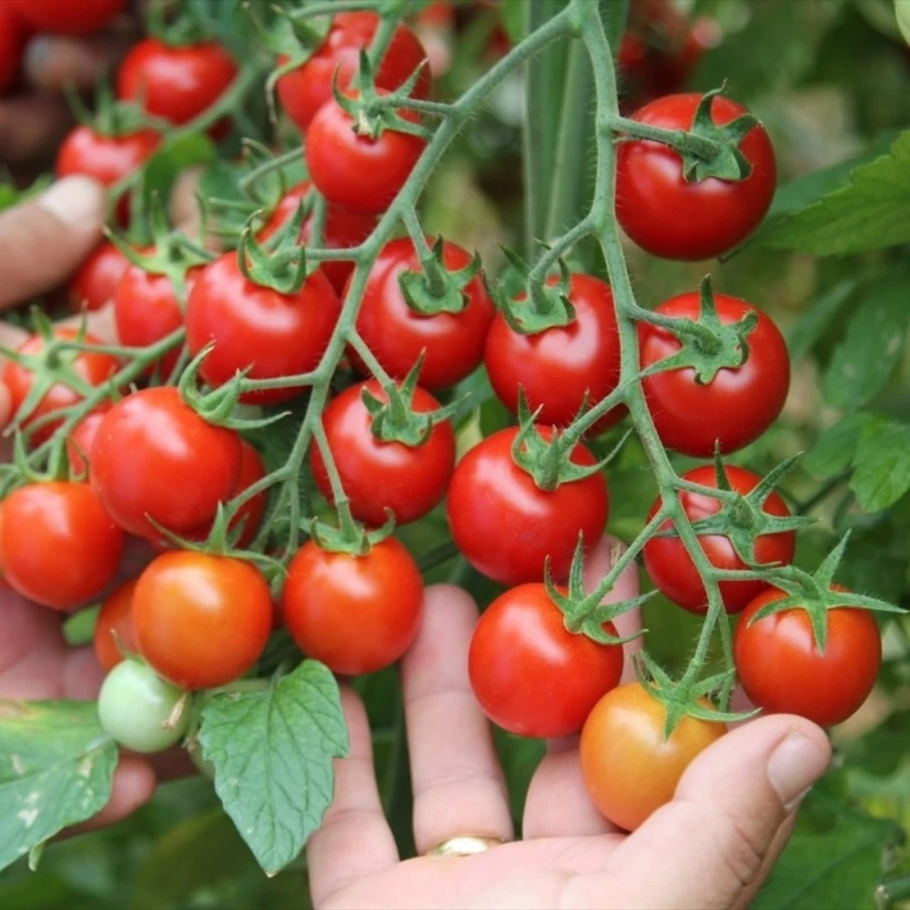 Çeri Domates Fidesi