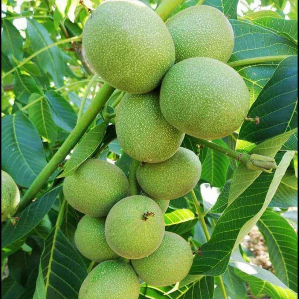 Chandler Ceviz Fidanı (4 Yaşında 130-150 cm)