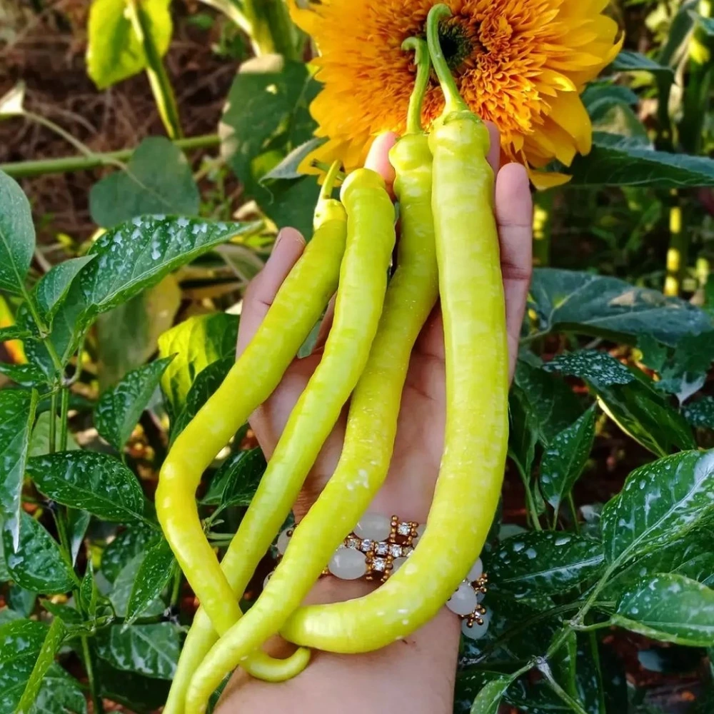 Çorbacı Biber Fidesi