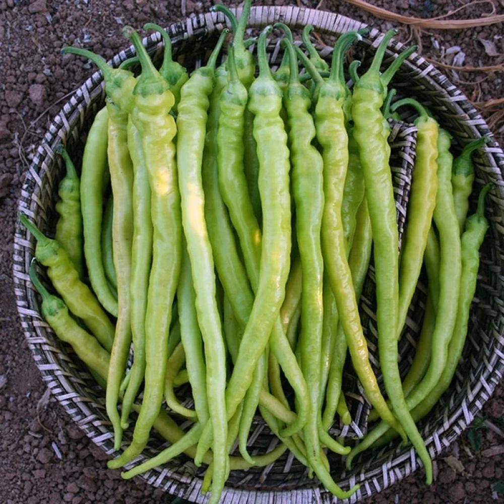 Çorbacı Biber Fidesi