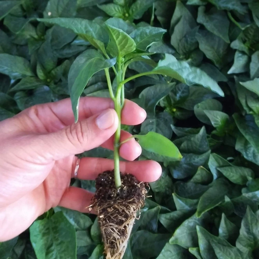 Çorbacı Biber Fidesi