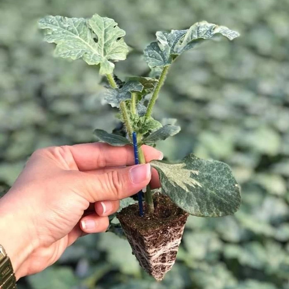 Crimson Sweet Karpuz Fidesi