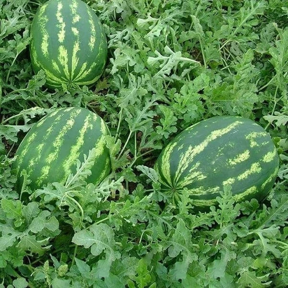 Crimson Sweet Karpuz Fidesi