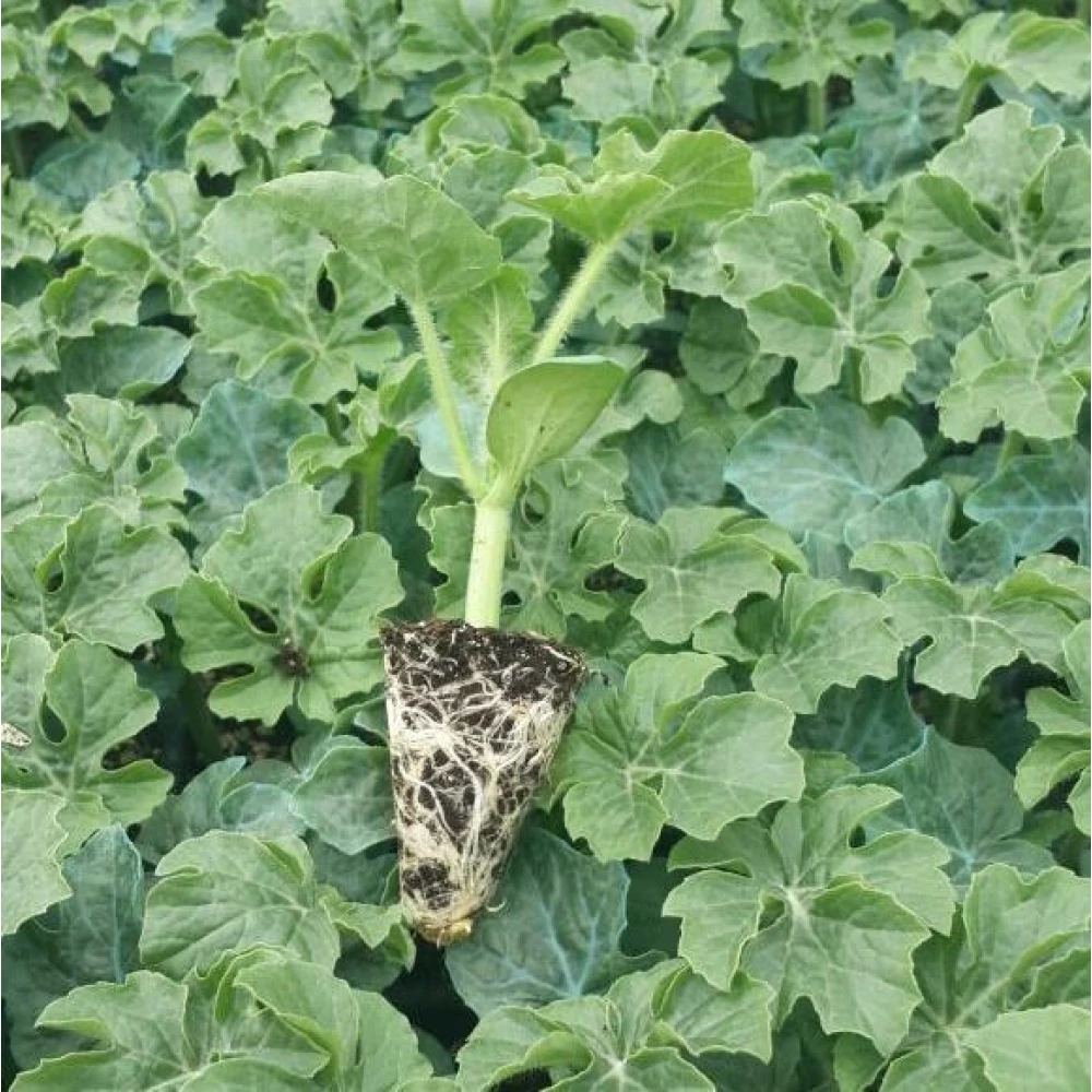 Crimson Sweet Karpuz Fidesi