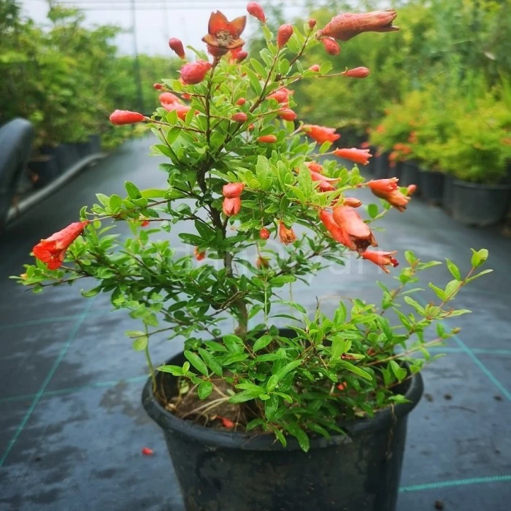 Cüce Süs Narı Fidanı