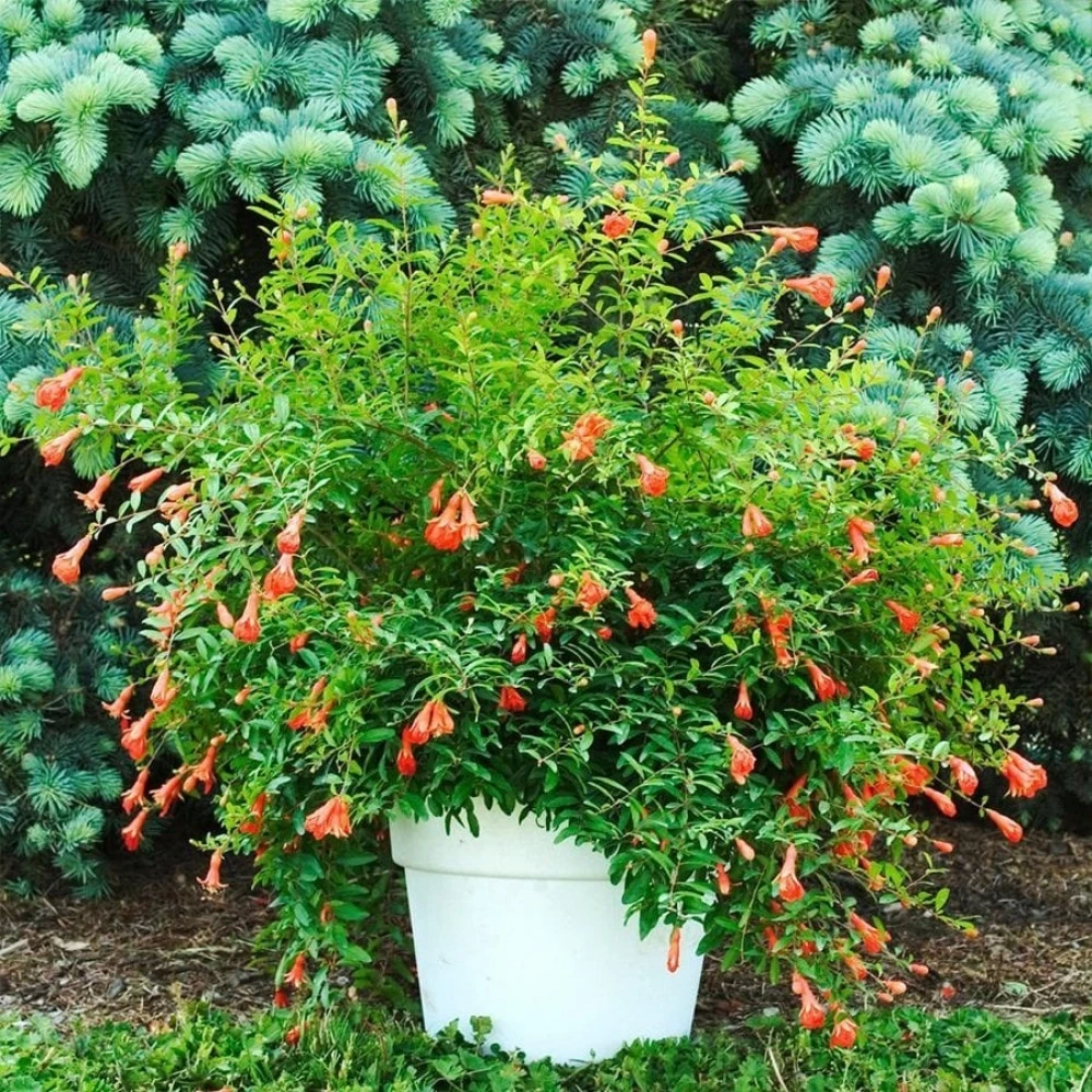 Cüce Süs Narı Fidanı