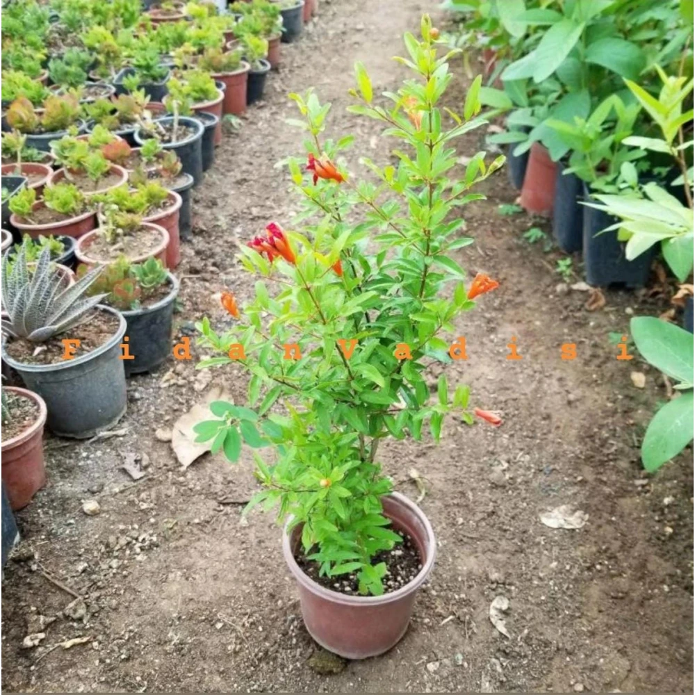 Cüce Süs Narı Fidanı (2 Yaşında 10-30 cm)