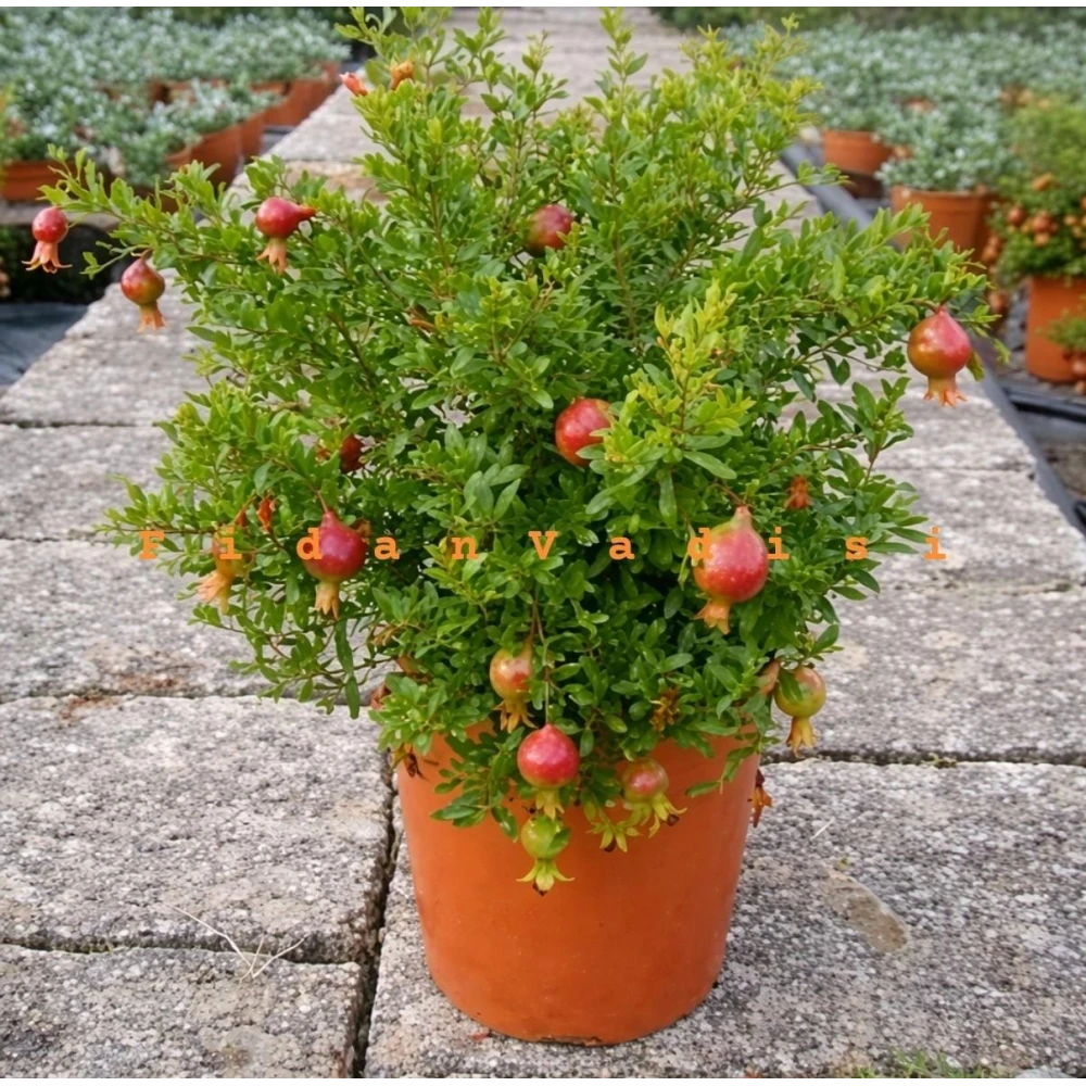 Cüce Süs Narı Fidanı (4 Yaşında 30-70 cm)