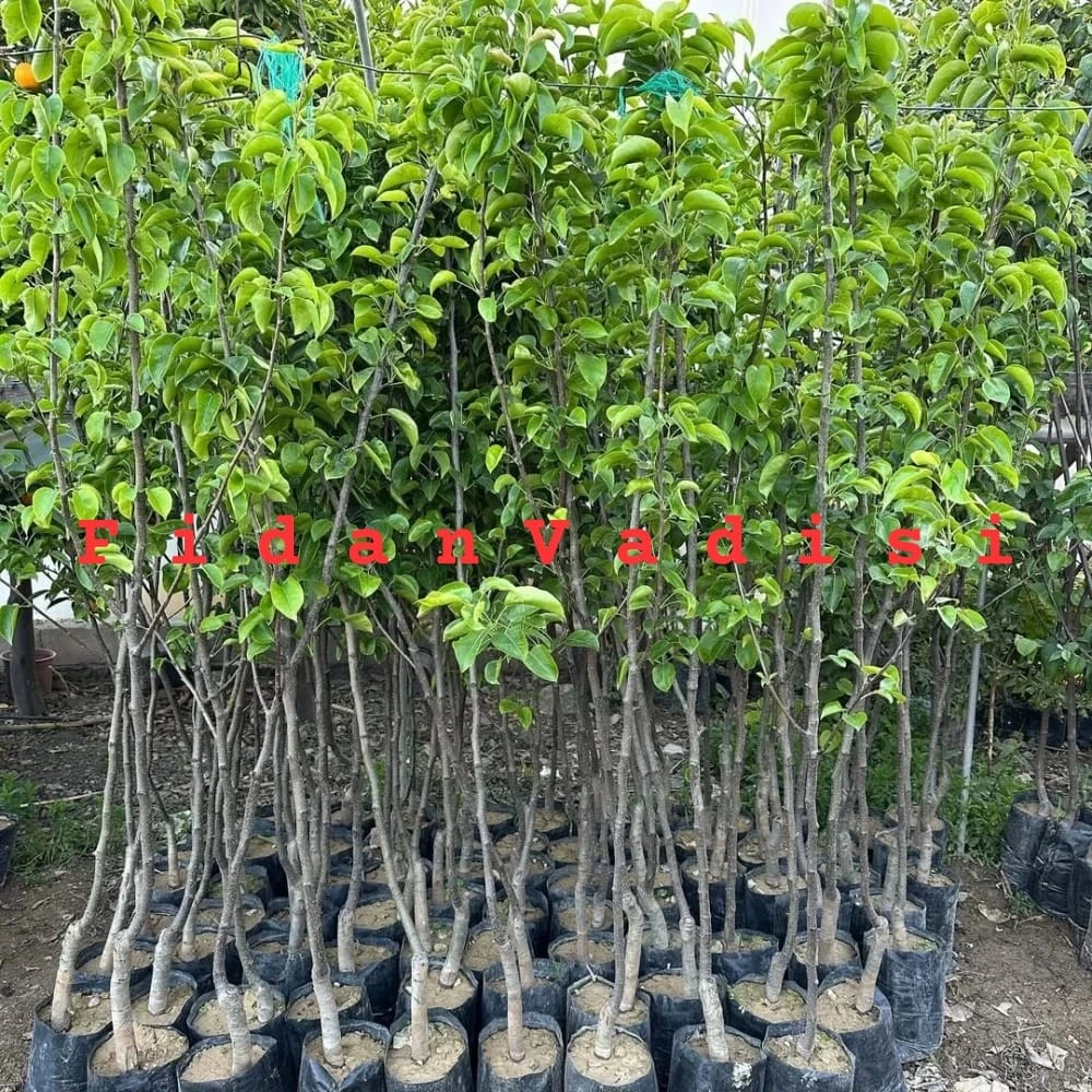 Deveci Armut Fidanı (4 Yaşında 130-150 cm)