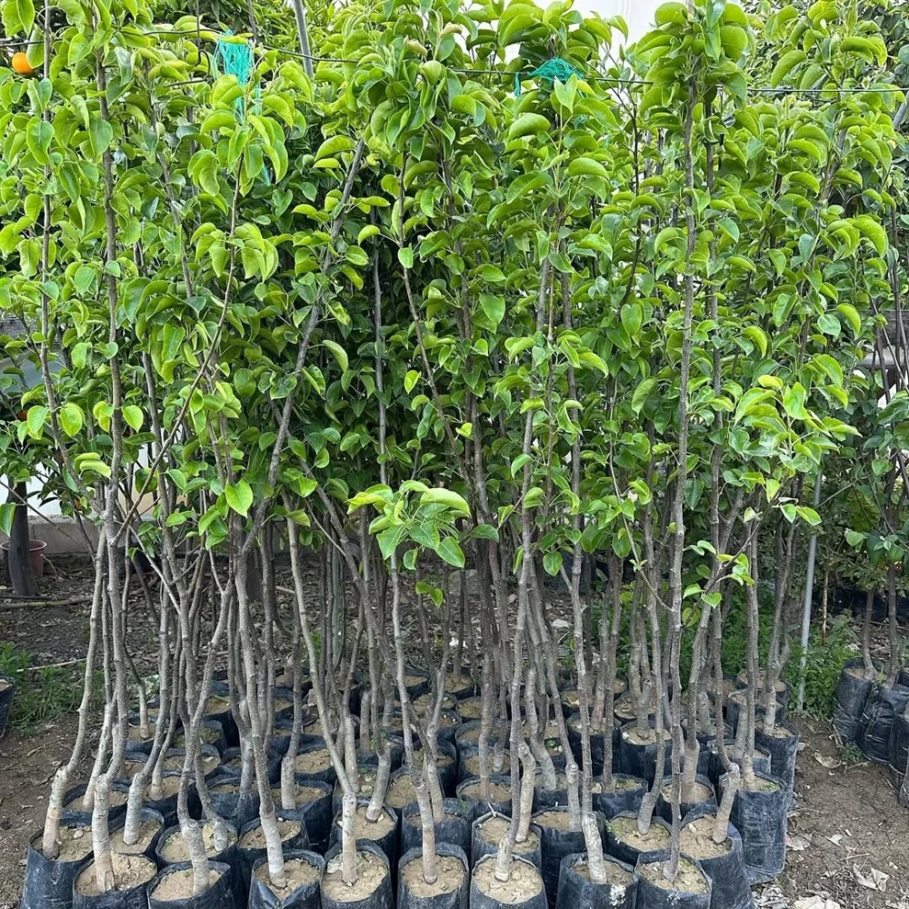 Deveci Armut Fidanı (4 Yaşında 130-150 cm)
