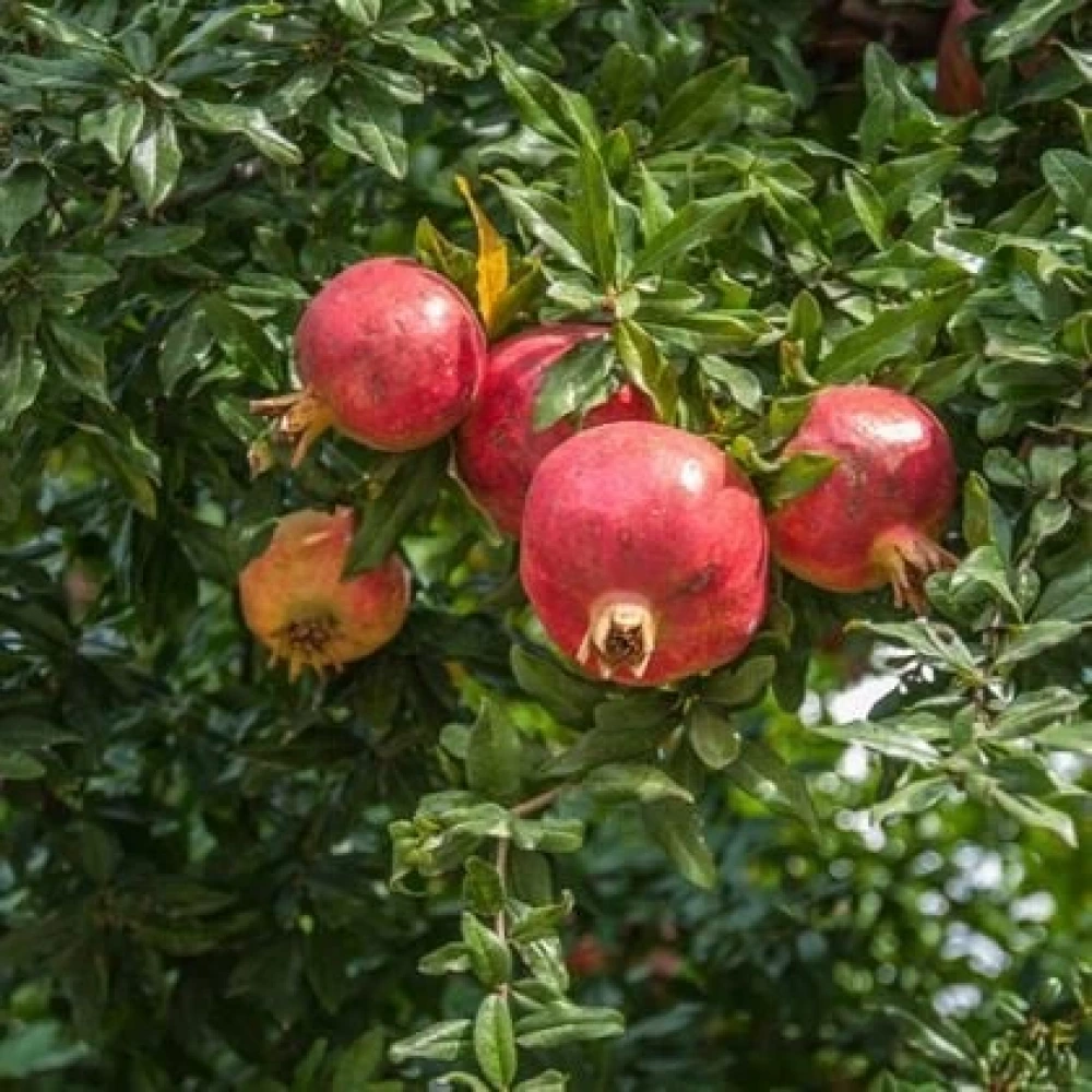 Devedişi Nar Fidanı (4 Yaşında 130-150 cm)